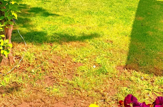 Dalmeny House - Photo of the garden where applicable