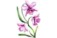 Orchids Care - logo
