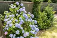 Photo of the garden where applicable